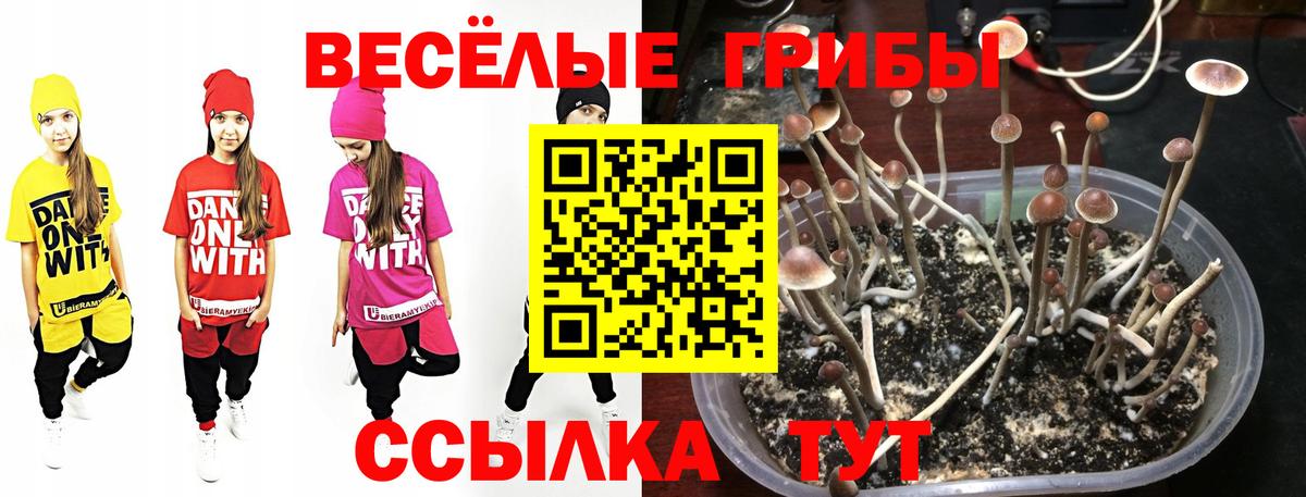 Псилоцибиновые грибы прущие грибы Пенза